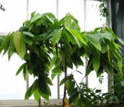 Какао дерево: характеристика и процесс выращивания